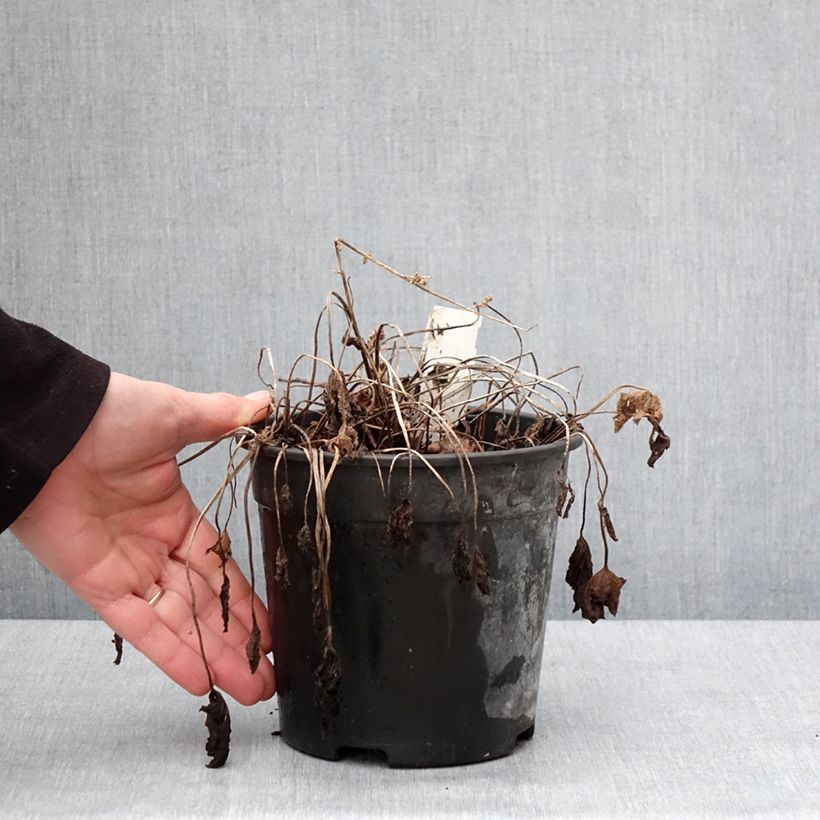 Geranium magnificum Blue Blood Vaso da 2L/3L esemplare consegnato in inverno