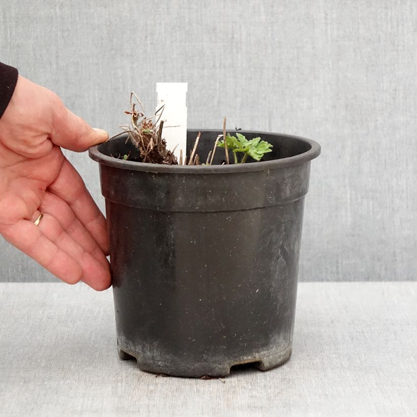 Geranium magnificum Blue Blood Vaso da 2L/3L esemplare consegnato in primavera