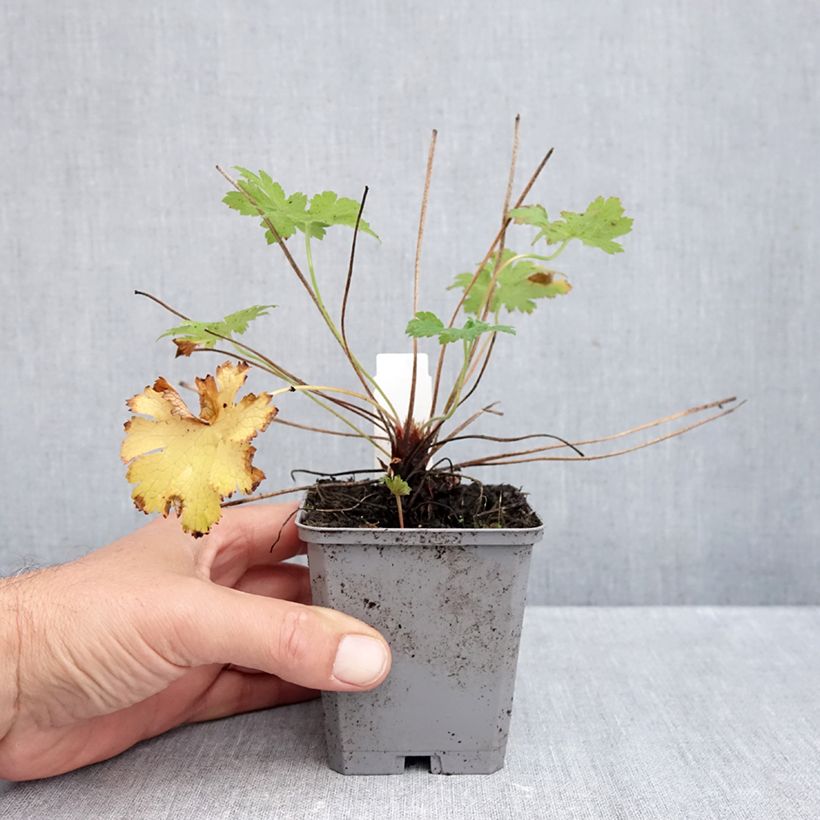 Esemplare di Geranium magnificum Vasetto da 8/9 cm come consegnato in autunno