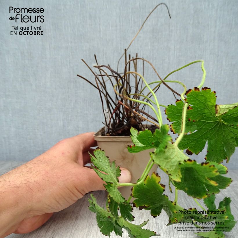 Esemplare di Geranium magnificum Rosemoor Vasetto da 8/9 cm come consegnato in autunno
