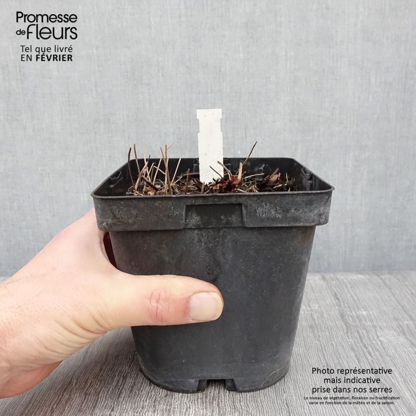 Geranium nodosum - Geranio nodoso Vaso da 2L/3L esemplare consegnato in inverno