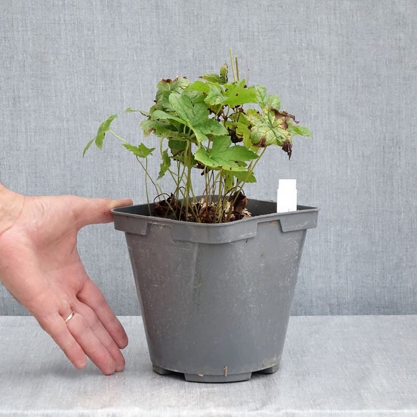 Esemplare di Geranium nodosum - Geranio nodoso Vaso da 2L/3L consegnato in estate