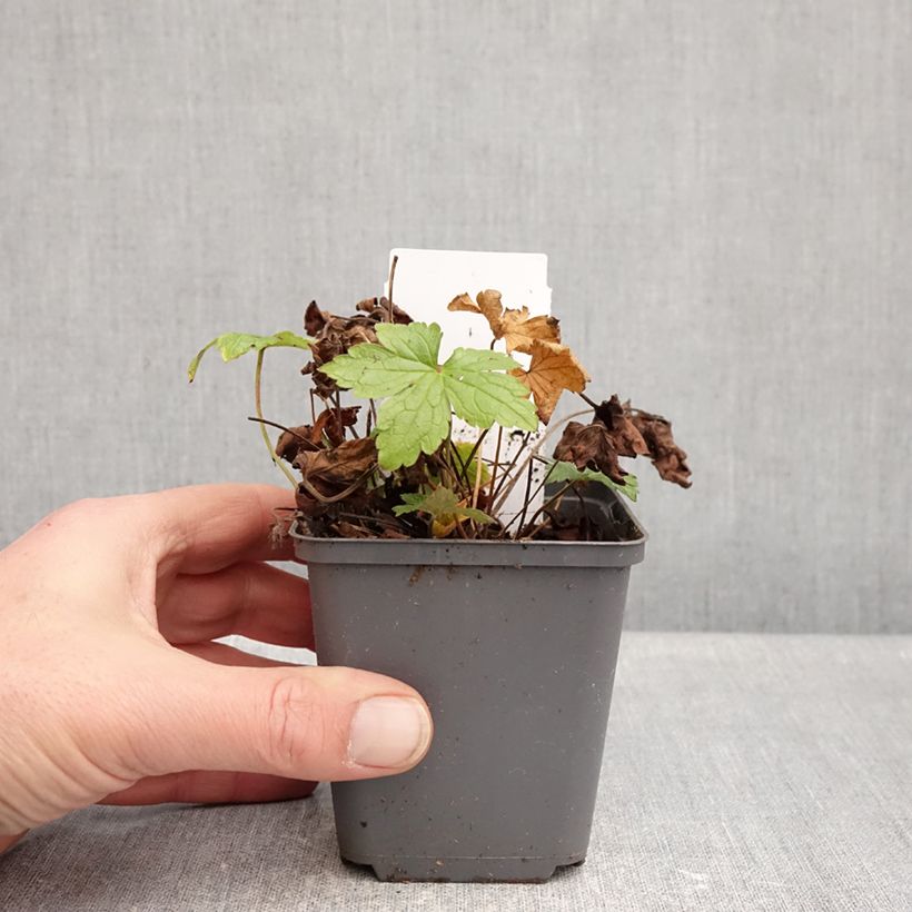 Geranium nodosum Tony's Talisman - Geranio nodoso Vasetto da 8/9 cm esemplare consegnato in inverno