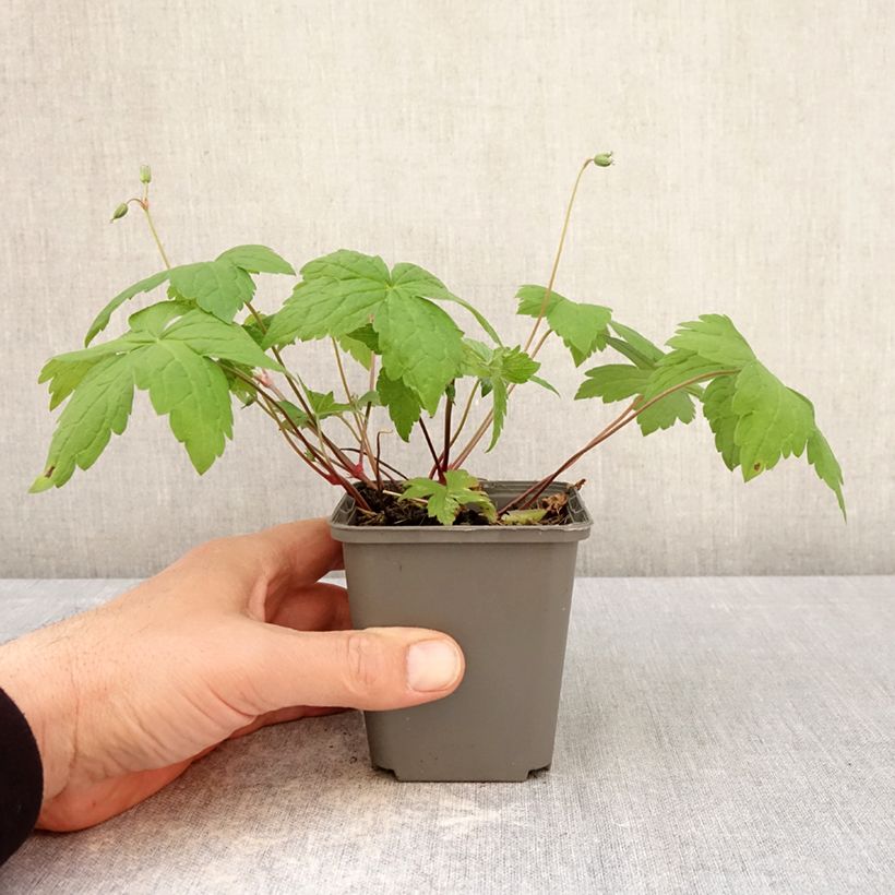 Geranium nodosum Tony's Talisman - Geranio nodoso Vasetto da 8/9 cm esemplare consegnato in primavera