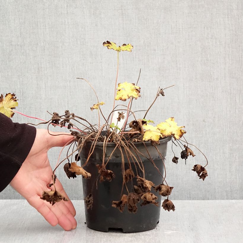 Esemplare di Geranium Orion Vaso da 2L/3L come consegnato in autunno