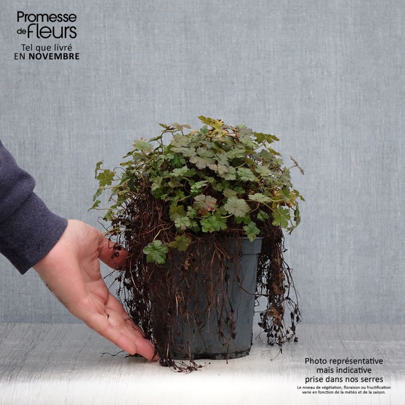 Esemplare di Geranium oxonianum Orkney Cherry Vaso da 1,5L/2L come consegnato in autunno