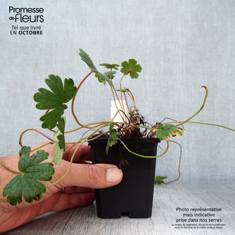 Esemplare di Geranium oxonianum Orkney Cherry Vasetto da 8/9 cm come consegnato in autunno