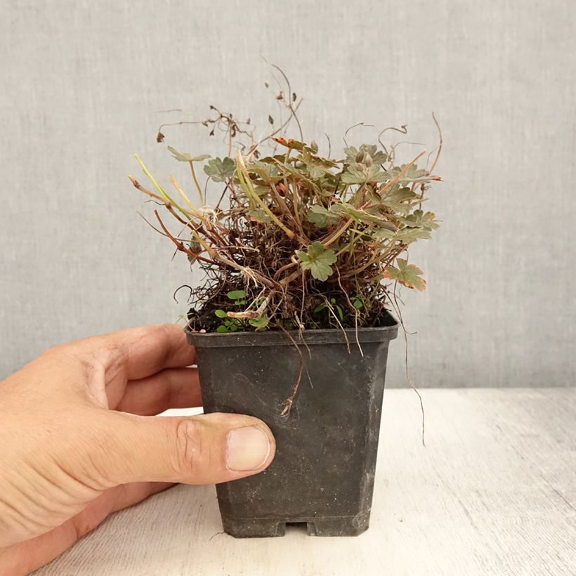 Esemplare di Geranium oxonianum Orkney Cherry Vasetto da 8/9 cm consegnato in estate
