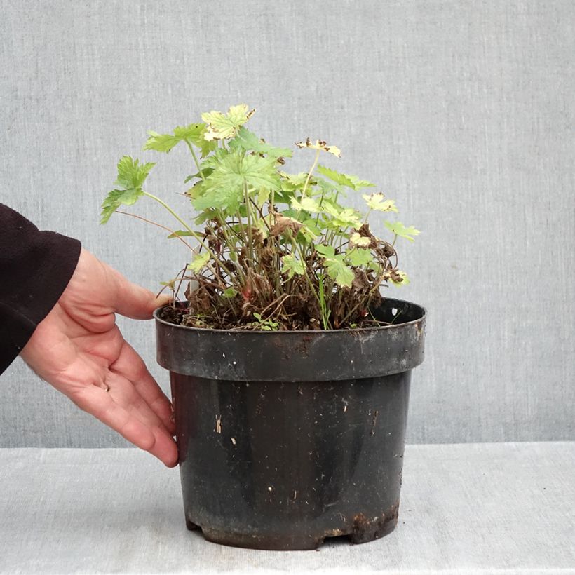 Esemplare di Geranium oxonianum Claridge Druce Vaso da 2L/3L come consegnato in autunno