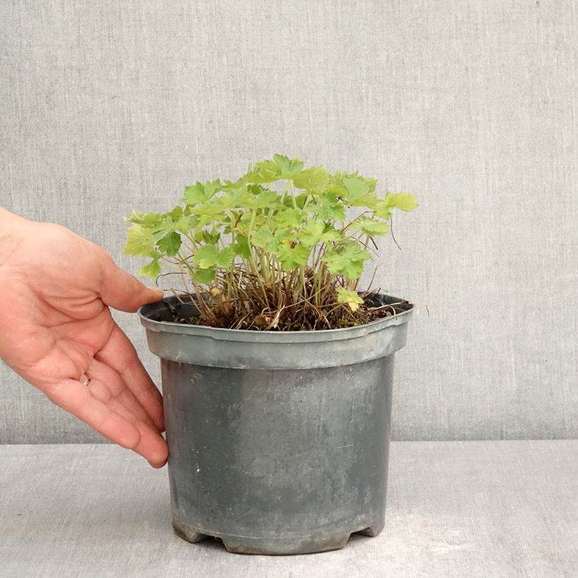 Geranium oxonianum Claridge Druce Vaso da 2L/3L esemplare consegnato in primavera
