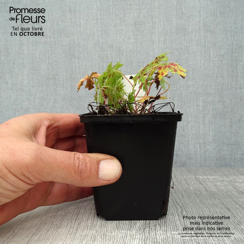 Esemplare di Geranium oxonianum Katherine Adele Vasetto da 8/9 cm come consegnato in autunno