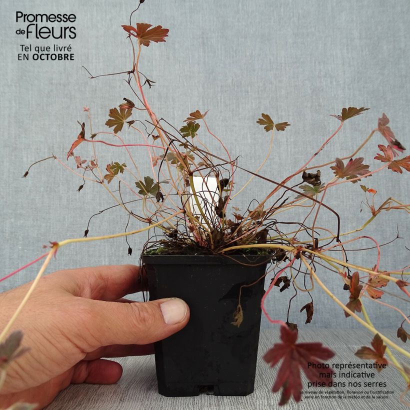 Esemplare di Geranium oxonianum Sanne Vasetto da 8/9 cm come consegnato in autunno