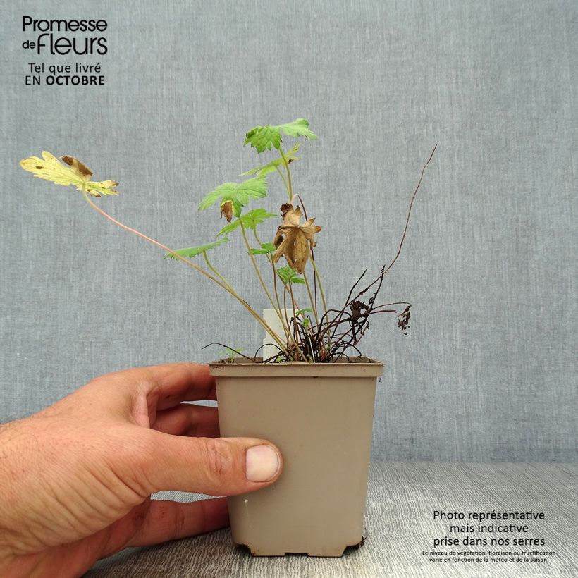 Esemplare di Geranium oxonianum Sherwood Vasetto da 8/9 cm come consegnato in autunno