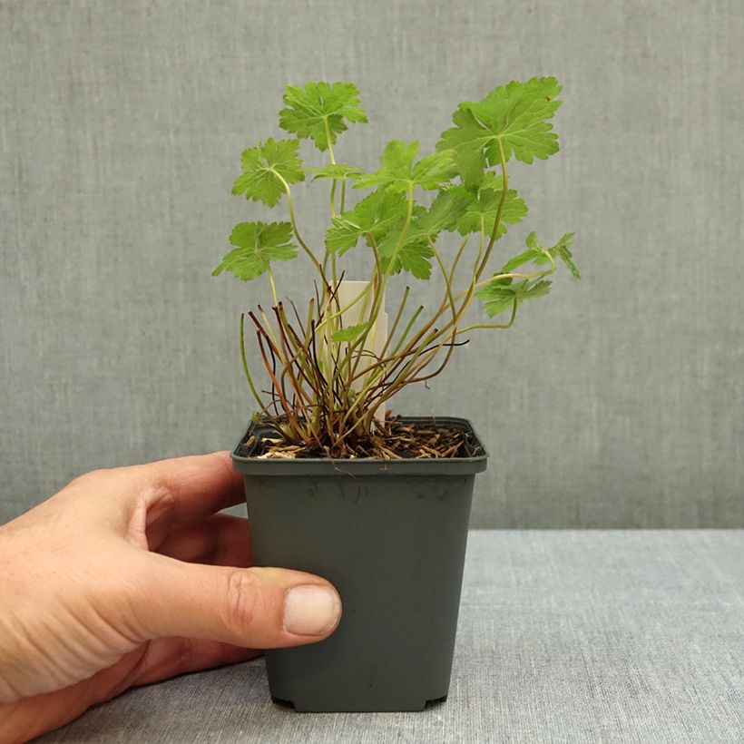 Esemplare di Geranium oxonianum f. thurstonianum Southcombe Double Vasetto da 8/9 cm come consegnato in autunno
