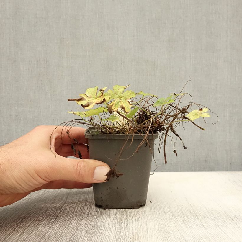 Esemplare di Geranium oxonianum Walter's Gift Vasetto da 8/9 cm come consegnato in autunno