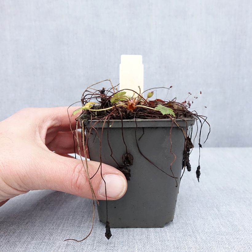 Geranium oxonianum Walter's Gift Vasetto da 8/9 cm esemplare consegnato in inverno