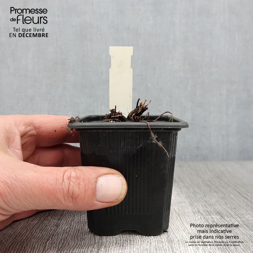 Esemplare di Geranium palustre - Geranio palustre Vasetto da 8/9 cm come consegnato in autunno