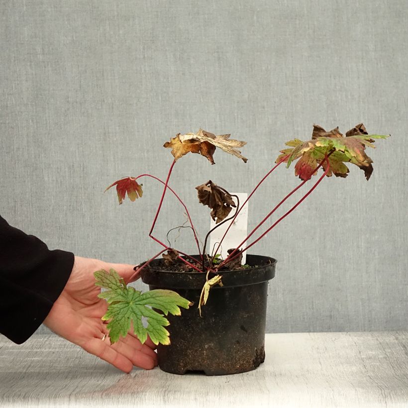 Esemplare di Geranium Patricia Vaso da 1,5L/2L come consegnato in autunno