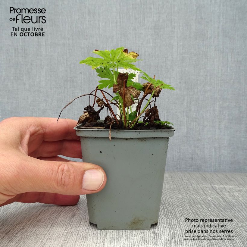 Esemplare di Geranium phaeum Album - Geranio stellato Vasetto da 8/9 cm come consegnato in autunno