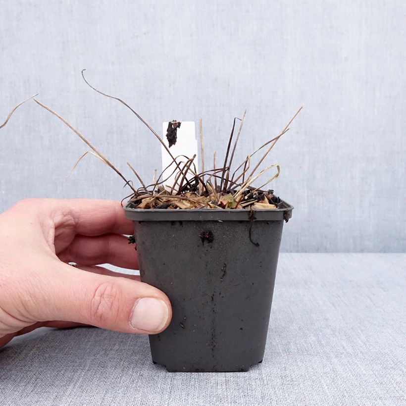 Geranium phaeum Angelina - Geranio stellato Vasetto da 8/9 cm esemplare consegnato in inverno