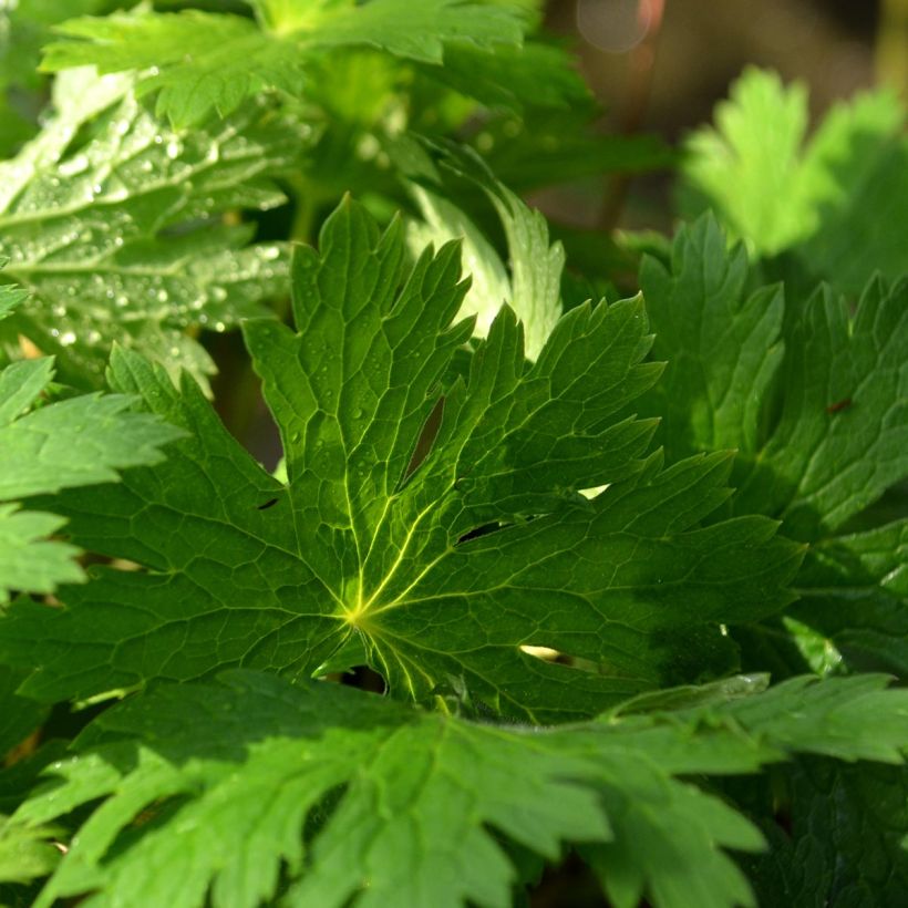 Geranium phaeum Lily Lovell - Geranio stellato (Fogliame)