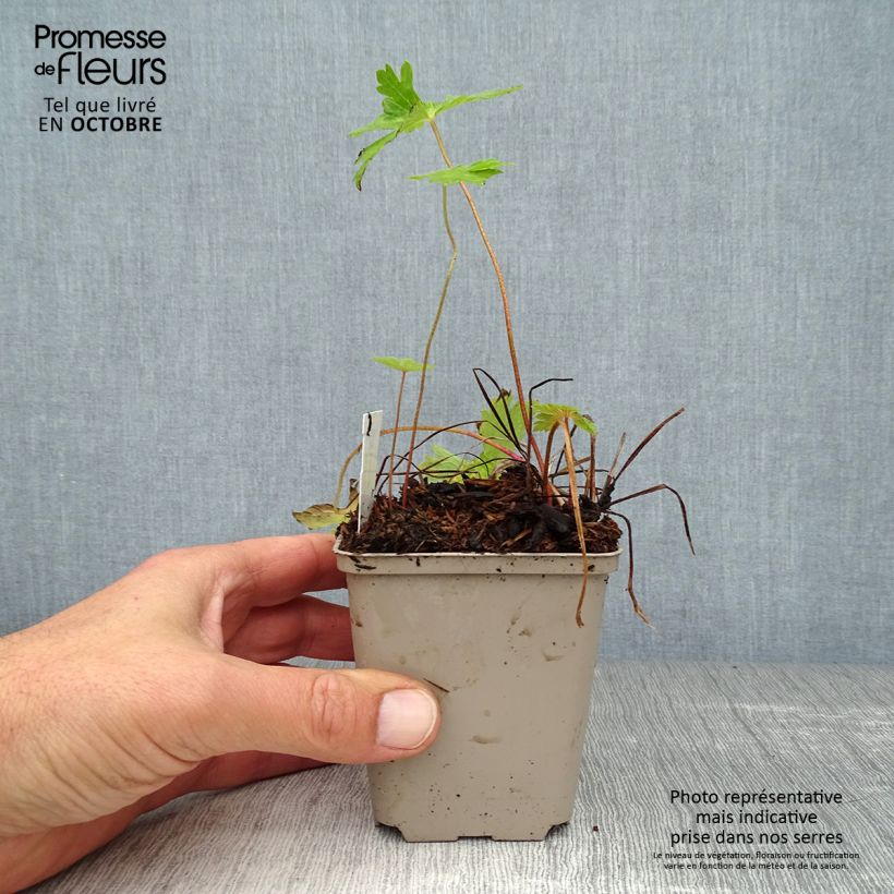 Esemplare di Geranium phaeum Lily Lovell - Geranio stellato Vasetto da 8/9 cm come consegnato in autunno
