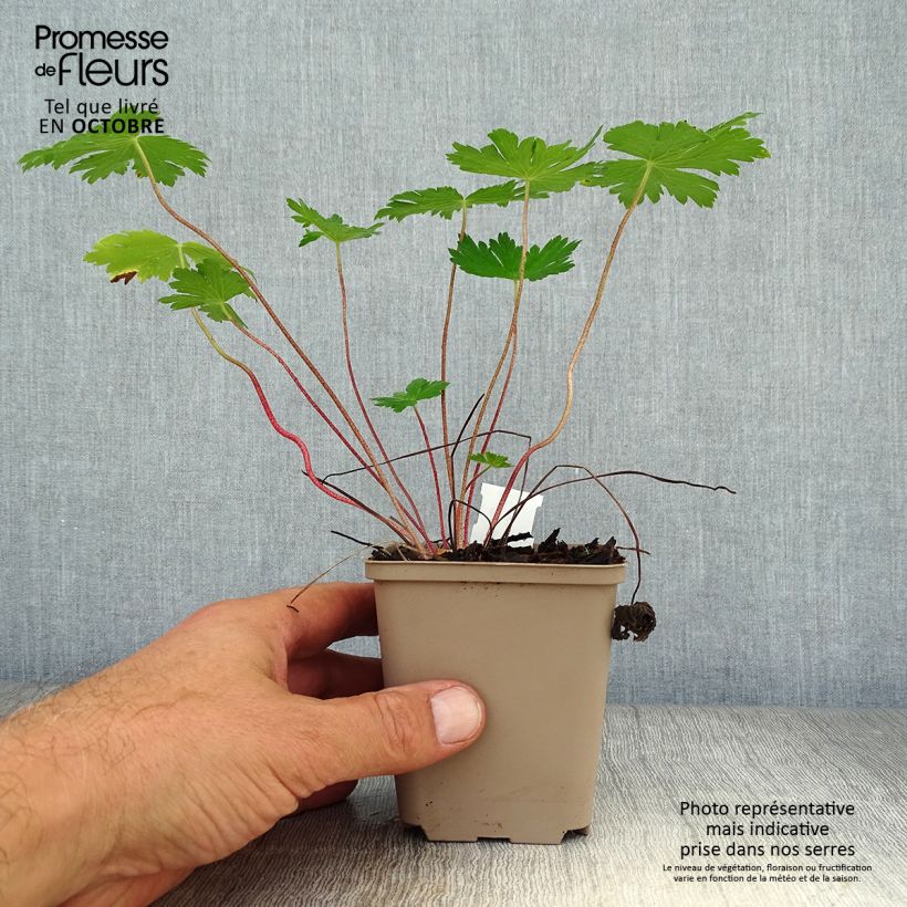 Esemplare di Geranium phaeum Mourning Widow - Geranio stellato Vasetto da 8/9 cm come consegnato in autunno