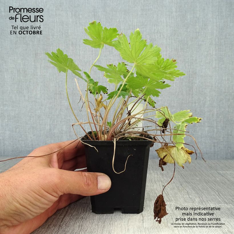 Esemplare di Geranium phaeum Raven - Geranio stellato Vasetto da 8/9 cm come consegnato in autunno