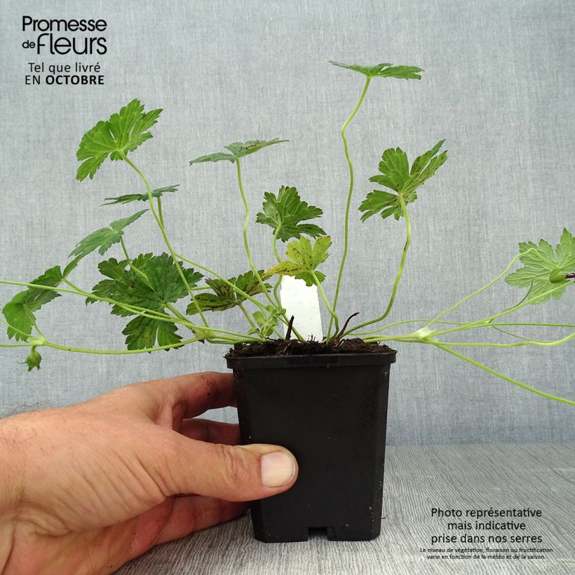 Esemplare di Geranium Pink Penny Vasetto da 8/9 cm come consegnato in autunno