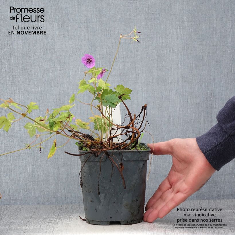 Esemplare di Geranium Pink Penny Vaso da 2L/3L come consegnato in autunno