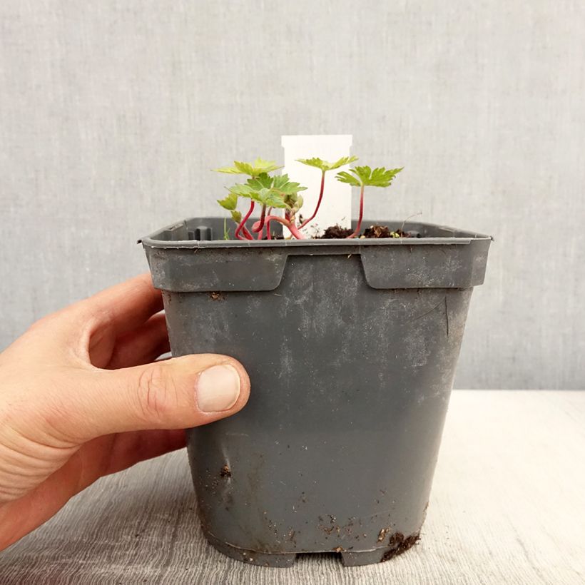 Geranium Pink Penny Vaso da 2L/3L esemplare consegnato in primavera