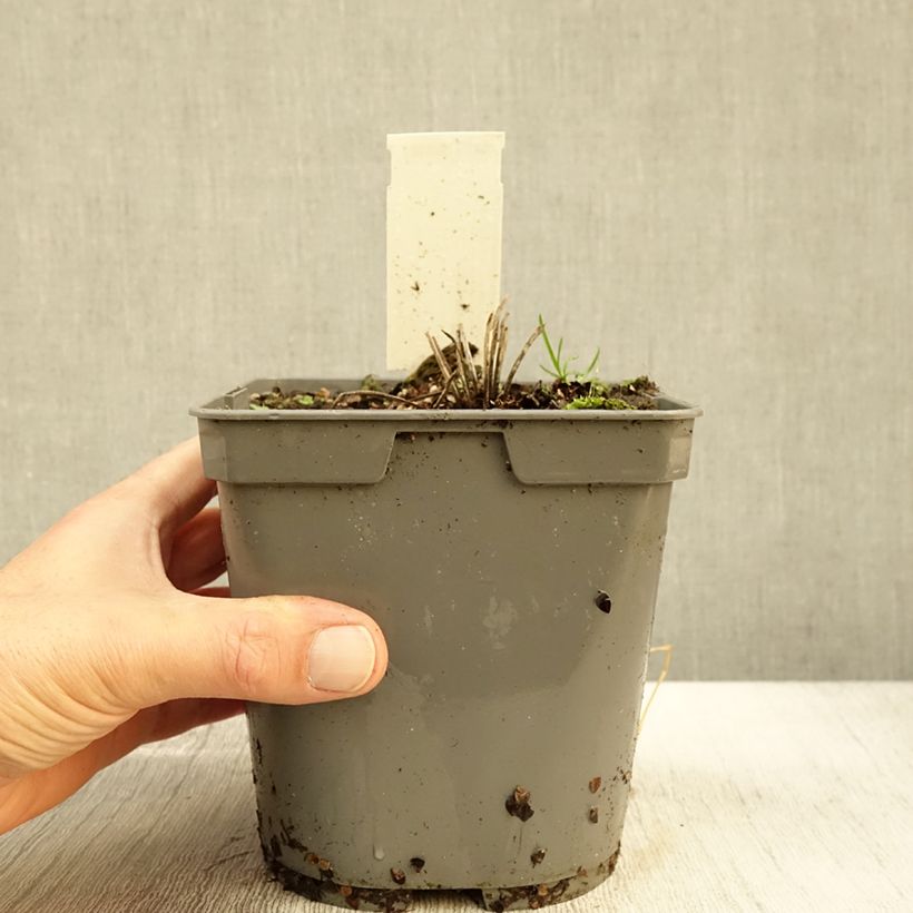 Esemplare di Geranium pratense Algera Double - Geranio dei prati Vaso da 2L/3L come consegnato in autunno