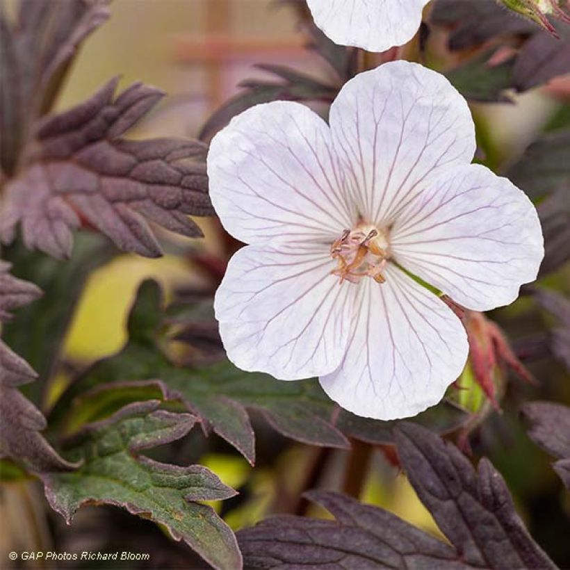Geranium pratense Black n white Army - Geranio dei prati (Fioritura)