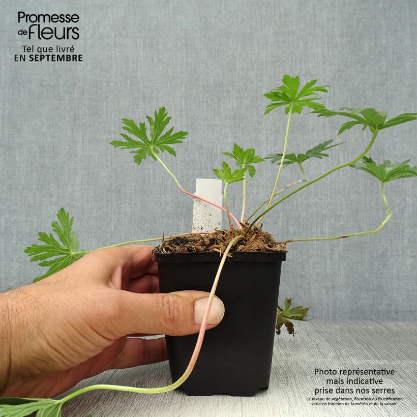 Esemplare di Geranium pratense Cloud Nine - Geranio dei prati Vasetto da 8/9 cm come consegnato in autunno
