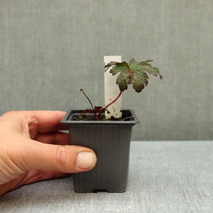Esemplare di Geranium pratense Dark Eyes - Geranio dei prati Vasetto da 8/9 cm come consegnato in autunno