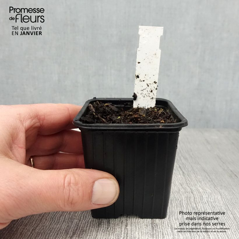 Geranium pratense Dark Eyes - Geranio dei prati Vasetto da 8/9 cm esemplare consegnato in inverno