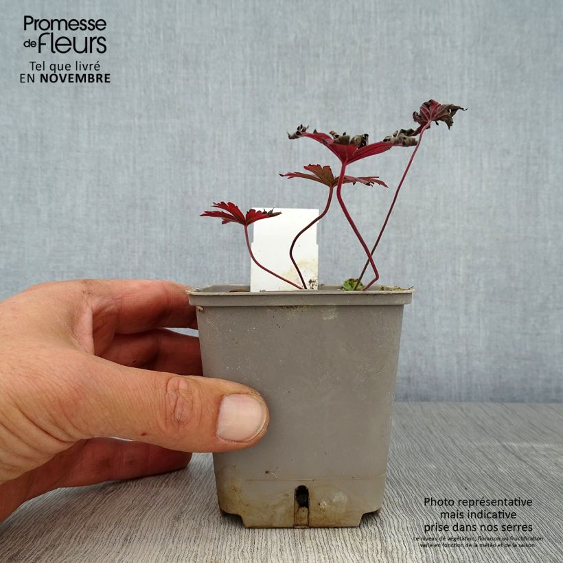 Esemplare di Geranium pratense Dark Reiter - Geranio dei prati Vasetto da 8/9 cm come consegnato in autunno