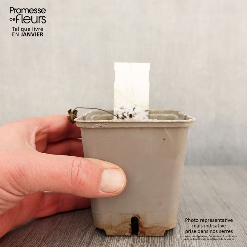 Geranium pratense Dark Reiter - Geranio dei prati Vasetto da 8/9 cm esemplare consegnato in inverno