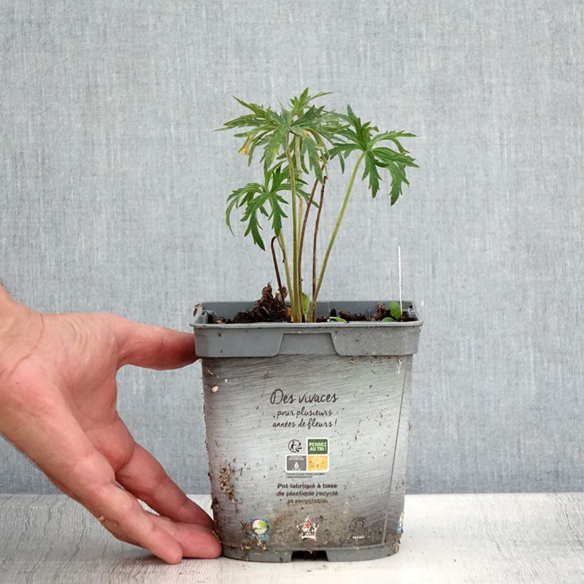Esemplare di Geranium pratense Double Jewel - Geranio dei prati Vaso da 2L/3L consegnato in estate
