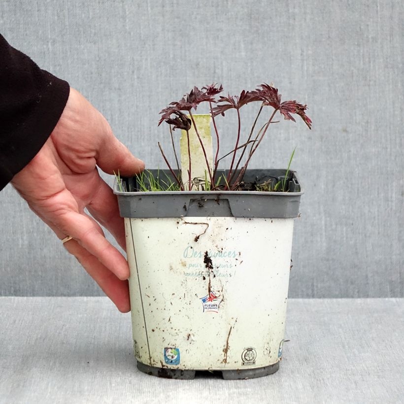 Esemplare di Geranium pratense Hocus Pocus - Geranio dei prati Vaso da 2L/3L come consegnato in autunno