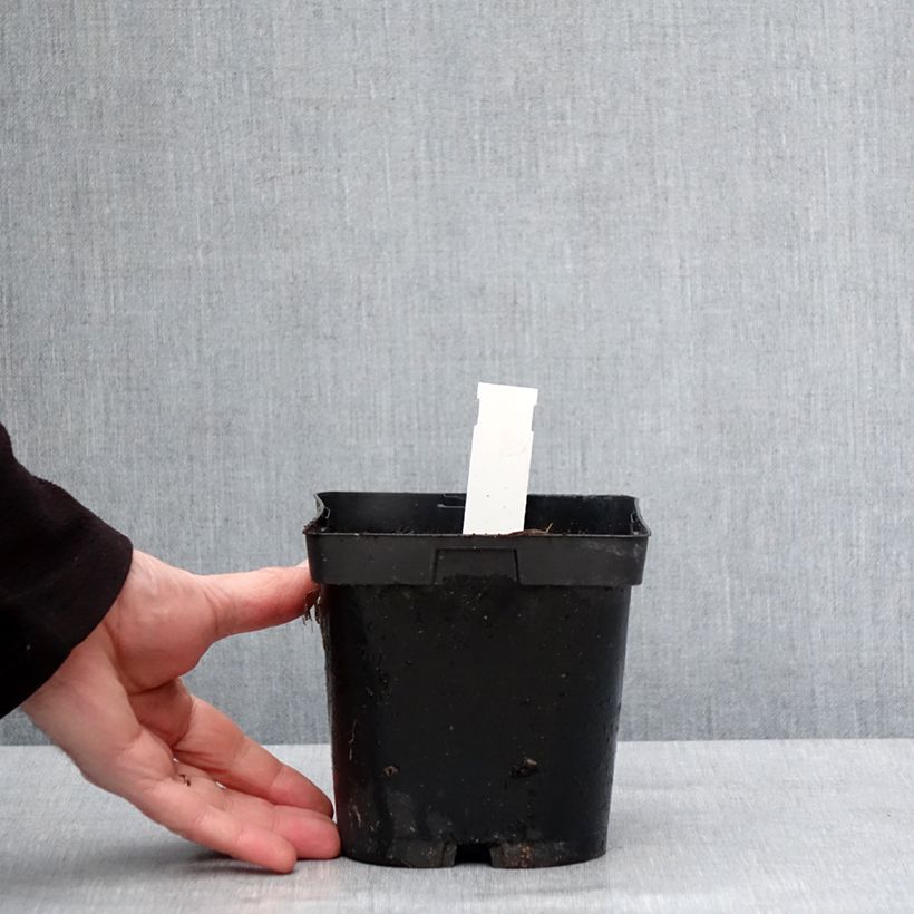 Geranium pratense Hocus Pocus - Geranio dei prati Vaso da 2L/3L esemplare consegnato in inverno