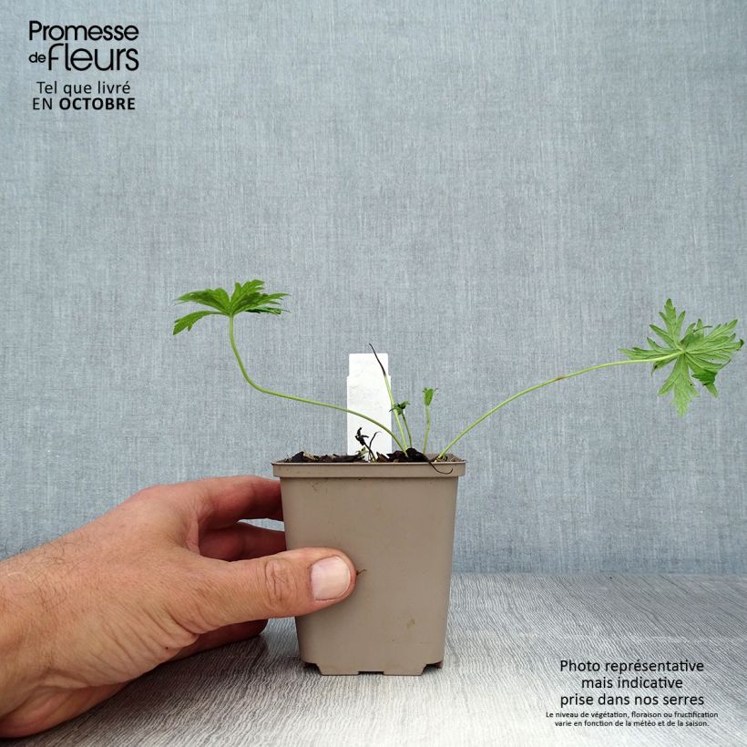 Esemplare di Geranium pratense Laura - Geranio dei prati Vasetto da 8/9 cm come consegnato in autunno