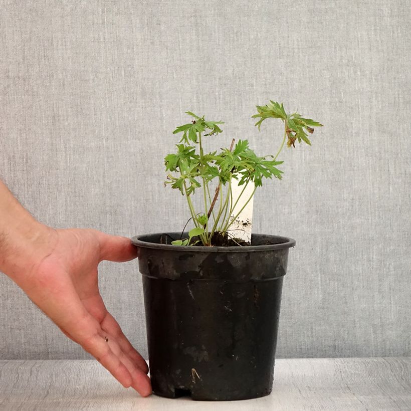Esemplare di Geranium pratense Laura - Geranio dei prati Vaso da 2L/3L consegnato in estate