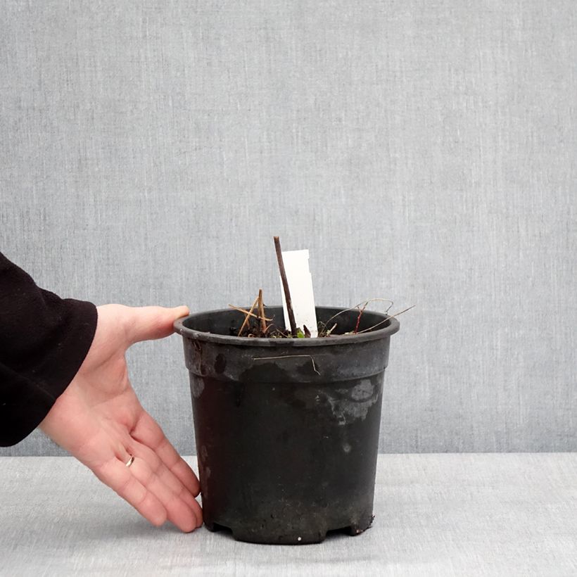 Geranium pratense Laura - Geranio dei prati Vaso da 2L/3L esemplare consegnato in inverno