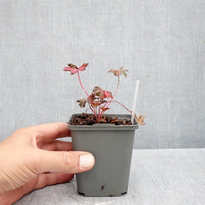 Esemplare di Geranium pratense Marshmallow - Geranio dei prati Vasetto da 8/9 cm come consegnato in autunno