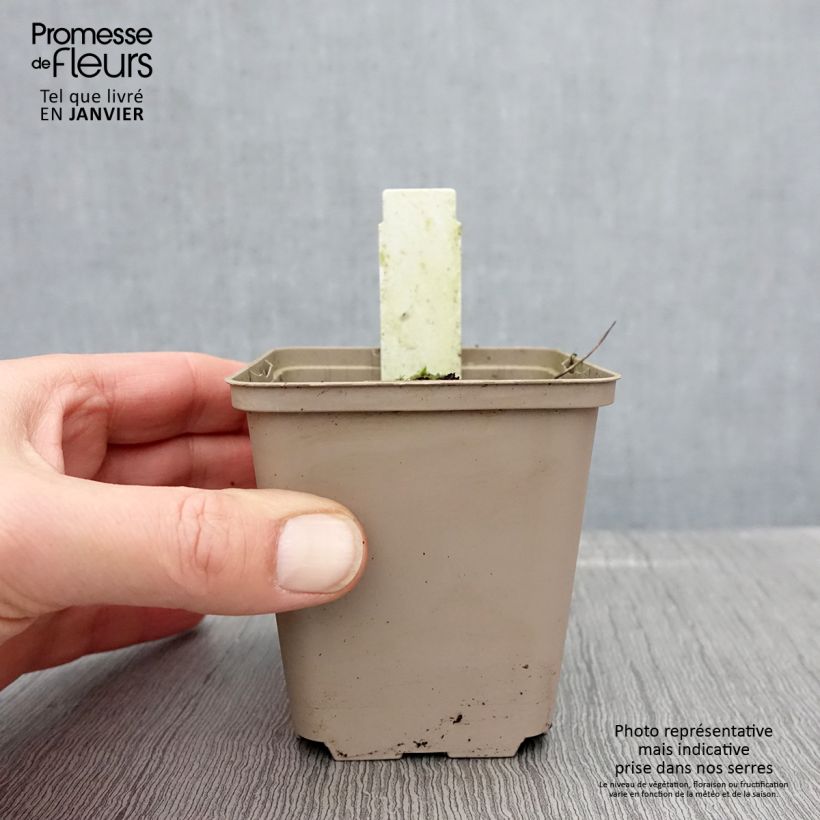 Geranium sylvaticum Prelude - Geranio silvano Vasetto da 8/9 cm esemplare consegnato in inverno