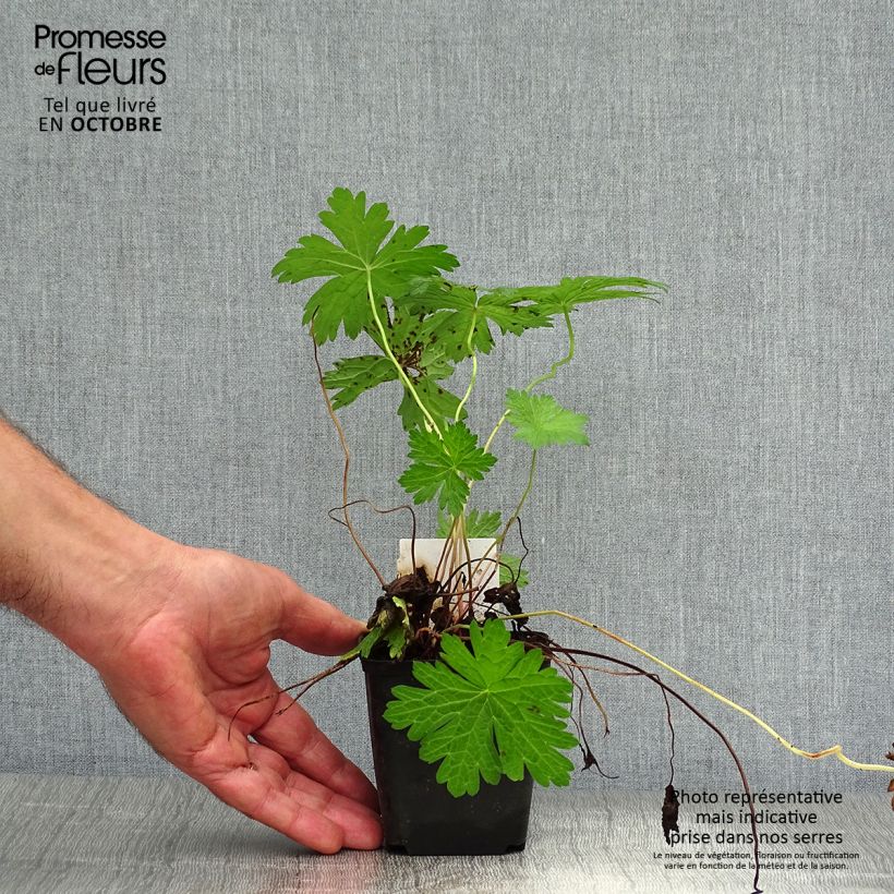Esemplare di Geranium psilostemon JS Ma Tu Vu Vasetto da 8/9 cm come consegnato in autunno