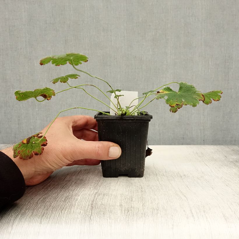 Esemplare di Geranium renardii Vasetto da 8/9 cm come consegnato in autunno