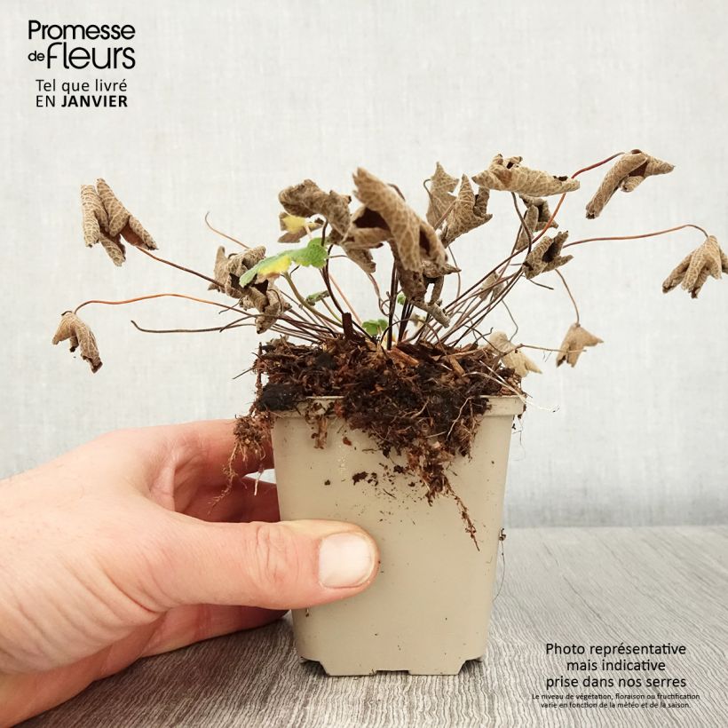 Geranium renardii Vasetto da 8/9 cm esemplare consegnato in inverno