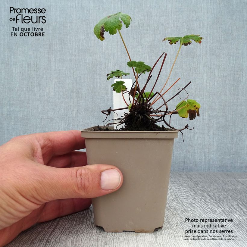 Esemplare di Geranium renardii Tcschelda Vasetto da 8/9 cm come consegnato in autunno